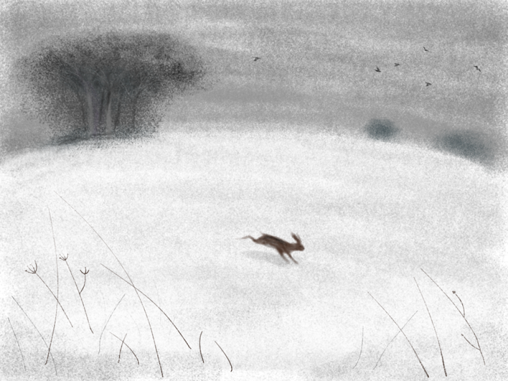 Hare in the Snow